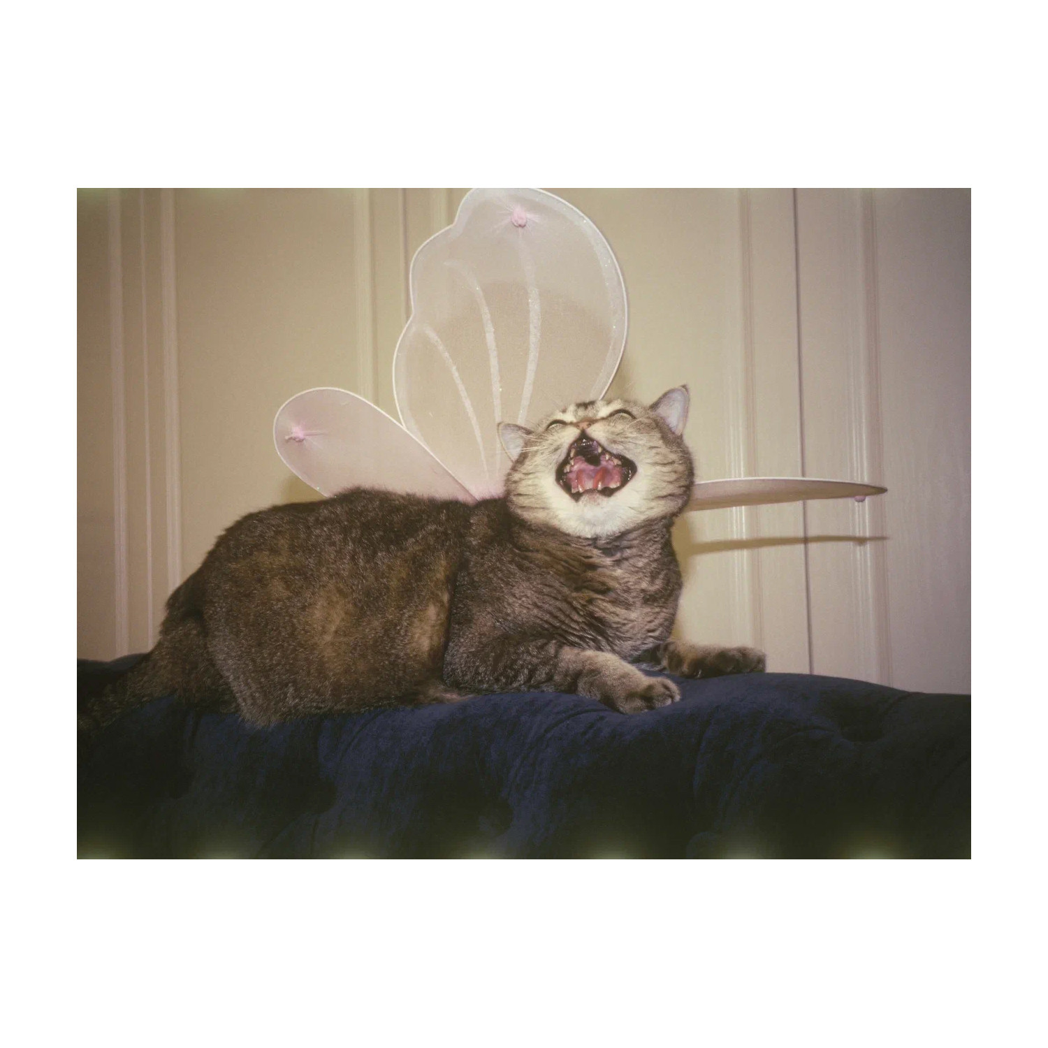 BUN